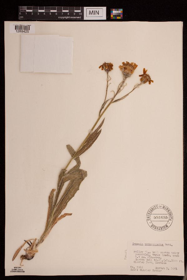 Senecio megacephalus image