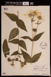 Image of Silphium integrifolium