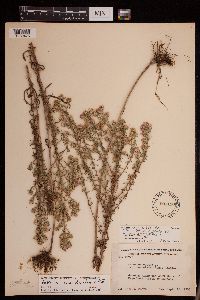 Symphyotrichum × amethystinum image
