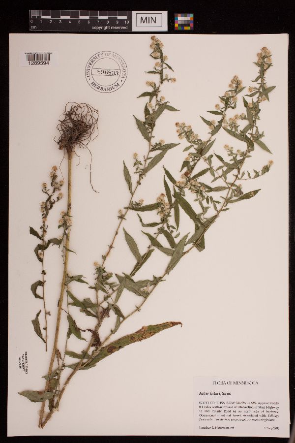 Symphyotrichum lateriflorum image