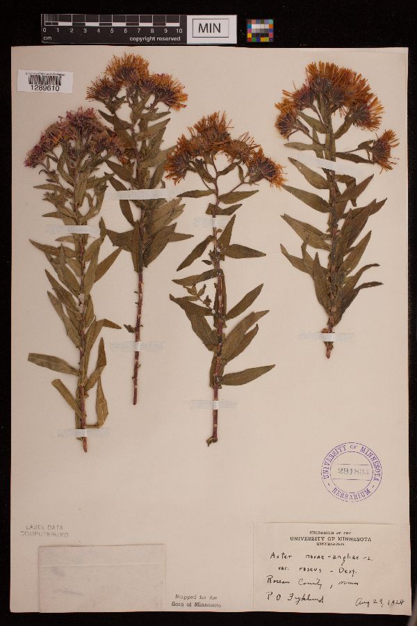 Symphyotrichum novae-angliae image