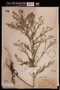 Image of Symphyotrichum oolentangiense x unknown