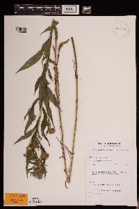 Symphyotrichum puniceum var. puniceum image