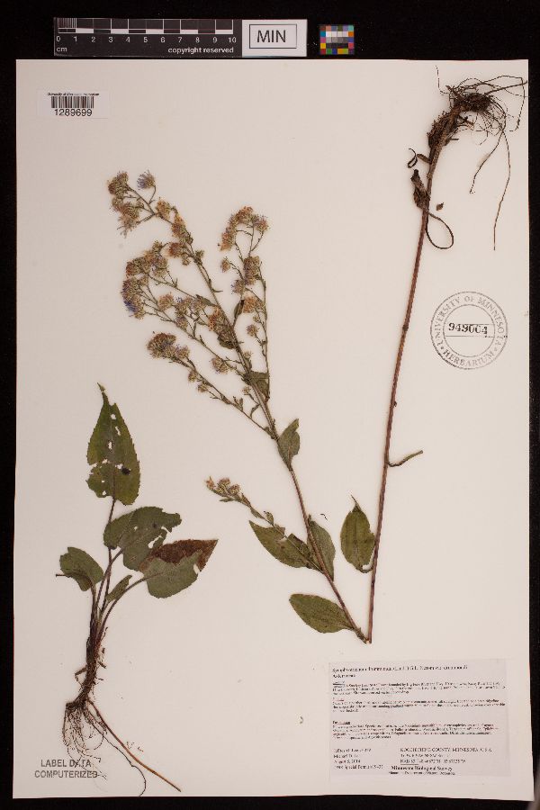 Symphyotrichum drummondii image