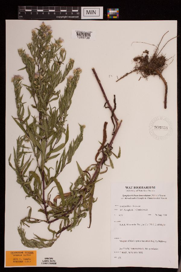 Symphyotrichum lanceolatum var. hirsuticaule image