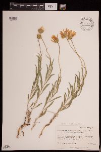 Xylorhiza confertifolia image
