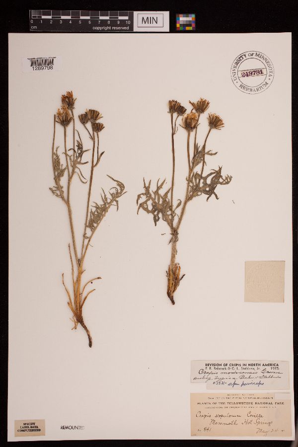 Crepis modocensis subsp. modocensis image