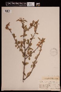 Image of Prunus emarginata