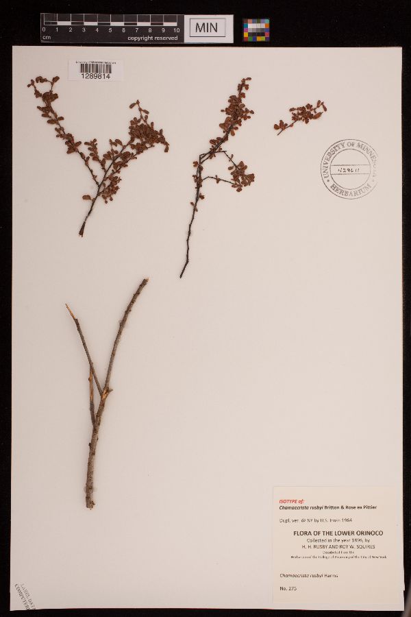 Chamaecrista rusbyi image