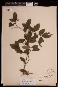 Image of Cornus asperifolia