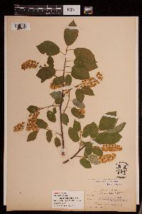 Padus virginiana subsp. melanocarpa image