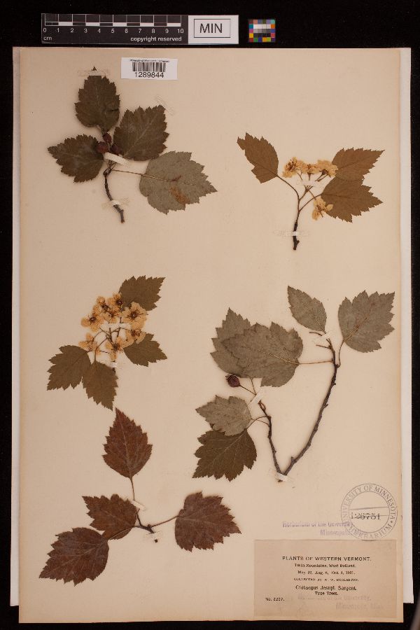 Crataegus jesupii image