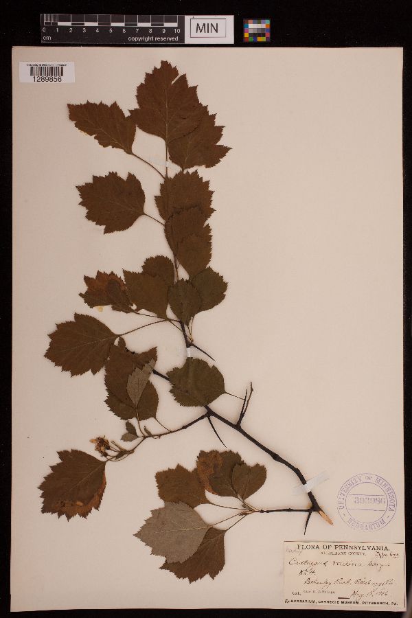 Crataegus radina image