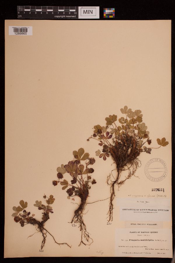 Fragaria virginiana subsp. glauca image