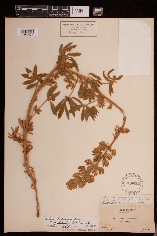 Lupinus formosus var. robustus image