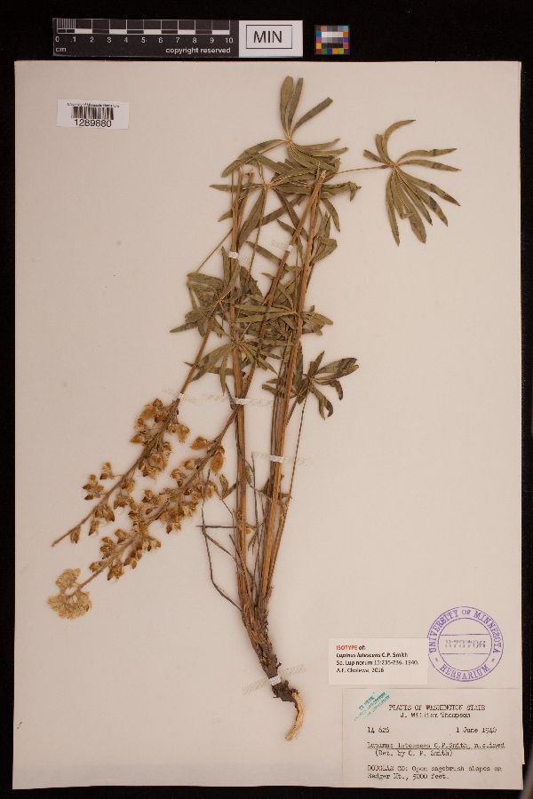 Lupinus lutescens image