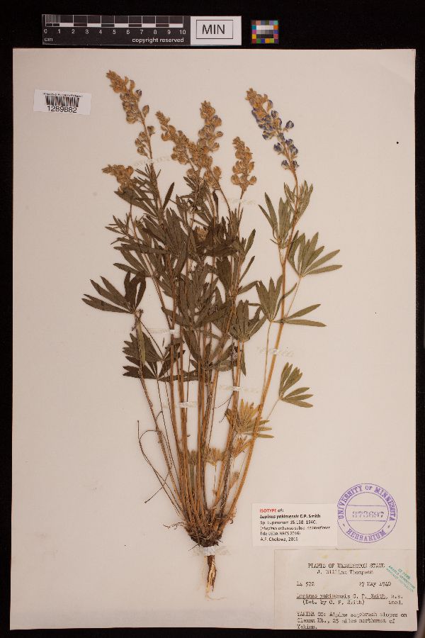 Lupinus arbustus subsp. neolaxiflorus image