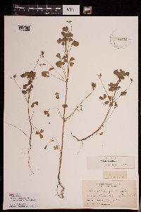 Image of Oxalis stricta