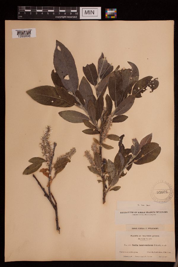 Salix laurentiana image