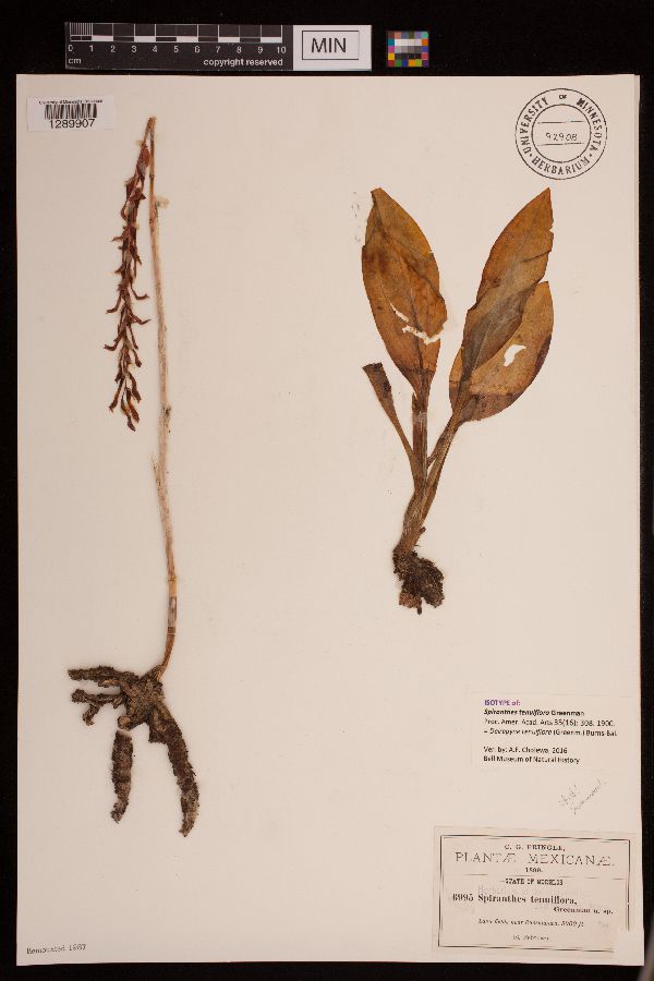 Aulosepalum tenuiflorum image