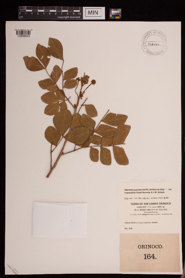 Jupunba trapezifolia image