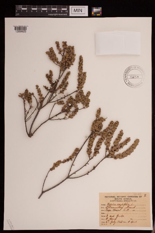 Myrica cordifolia image