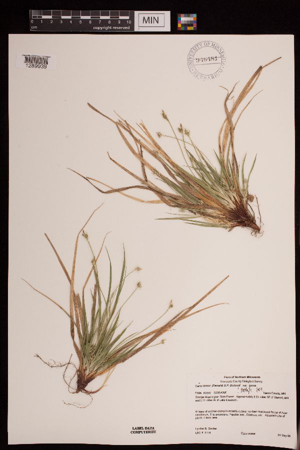 Carex tonsa var. tonsa image