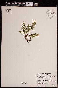 Image of Woodsia alpina