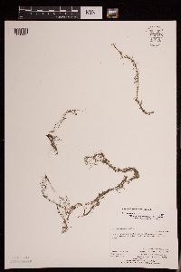 Image of Utricularia geminiscapa