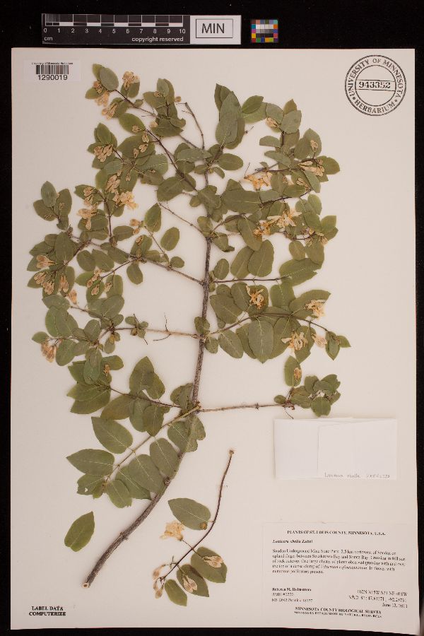 Lonicera x bella image