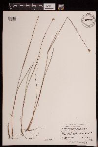 Juncus stygius image