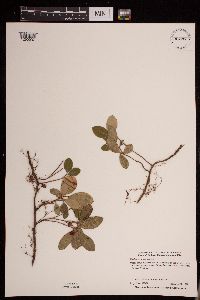 Image of Gaultheria procumbens