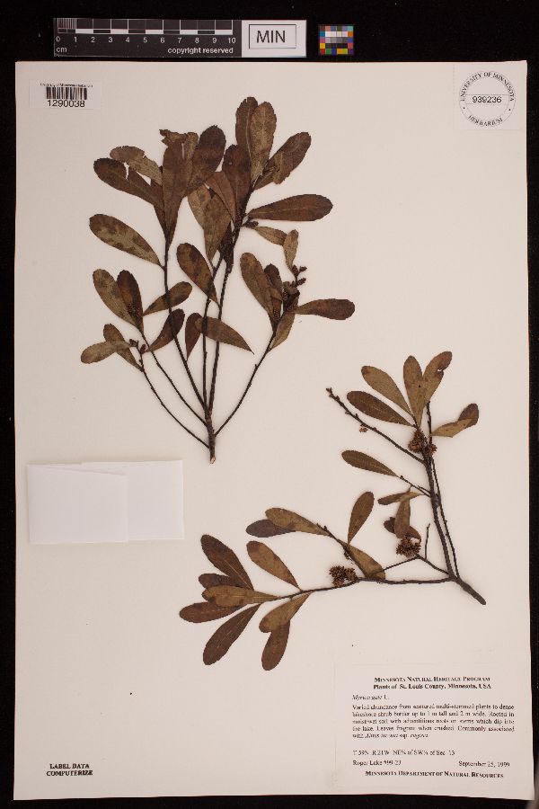 Myrica gale image
