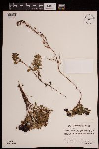 Image of Vaccinium vitis-idaea