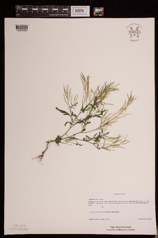 Cardamine flexuosa image