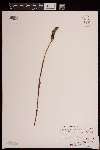 Image of Platanthera lacera