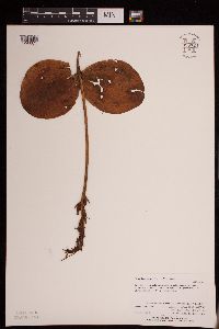 Image of Platanthera hookeri