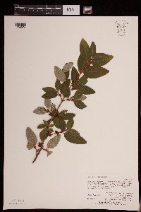 Image of Shepherdia canadensis