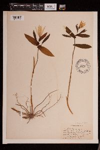 Image of Uvularia grandiflora