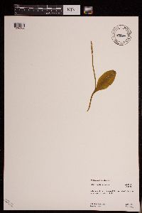 Image of Ophioglossum pusillum