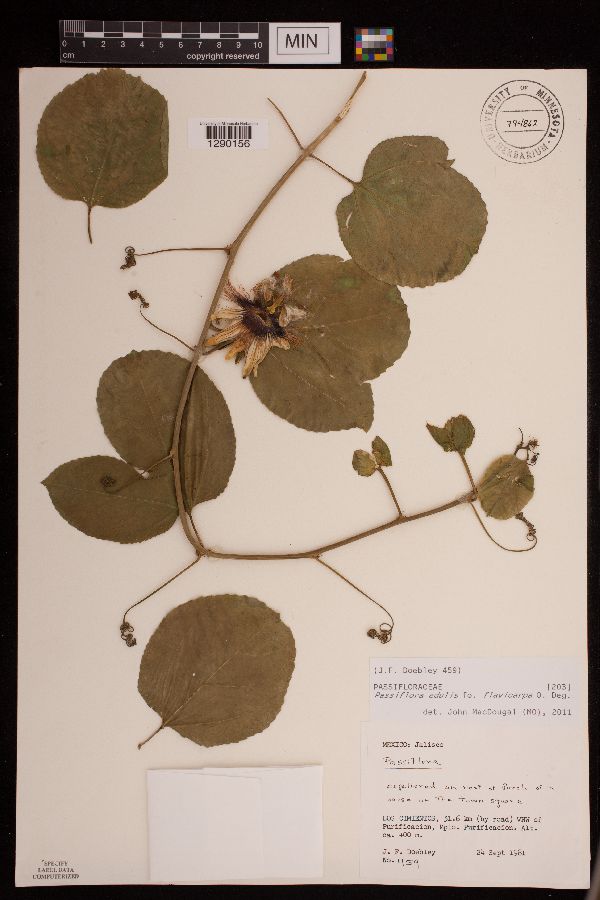Passiflora edulis image