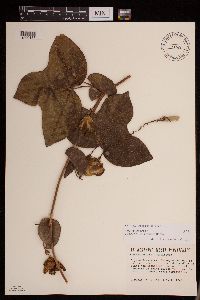 Image of Passiflora garckei