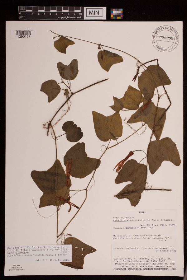 Passiflora sanquinolenta image