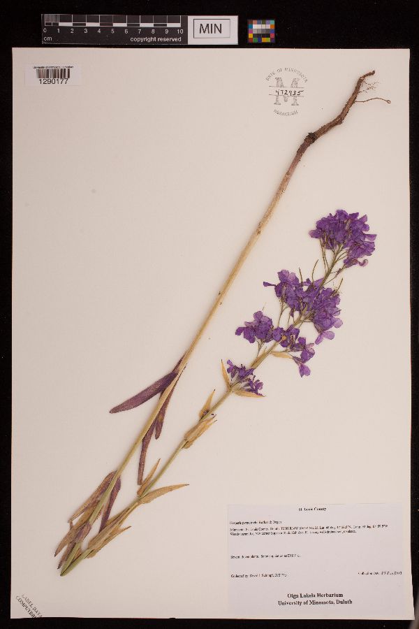 Hesperis pycnotricha image