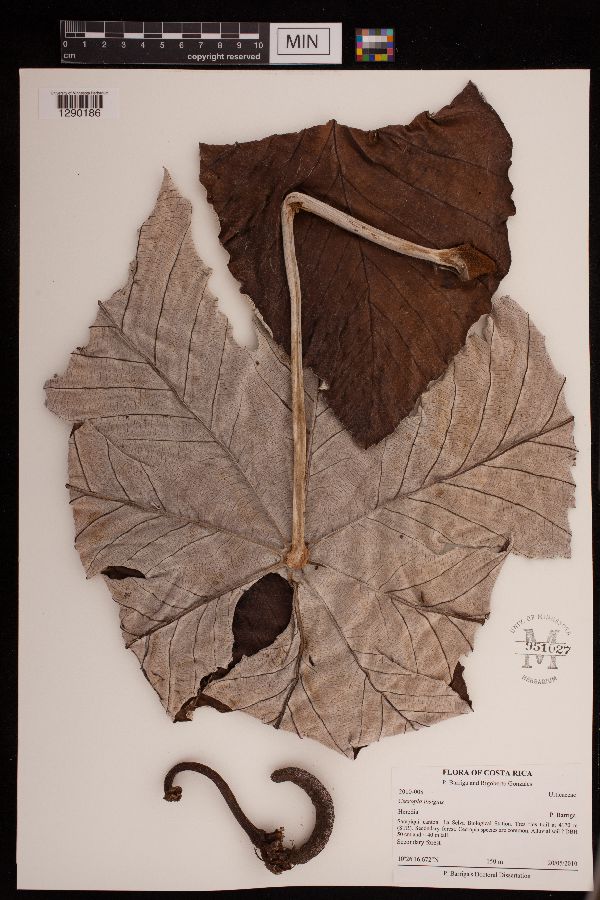 Cecropia insignis image