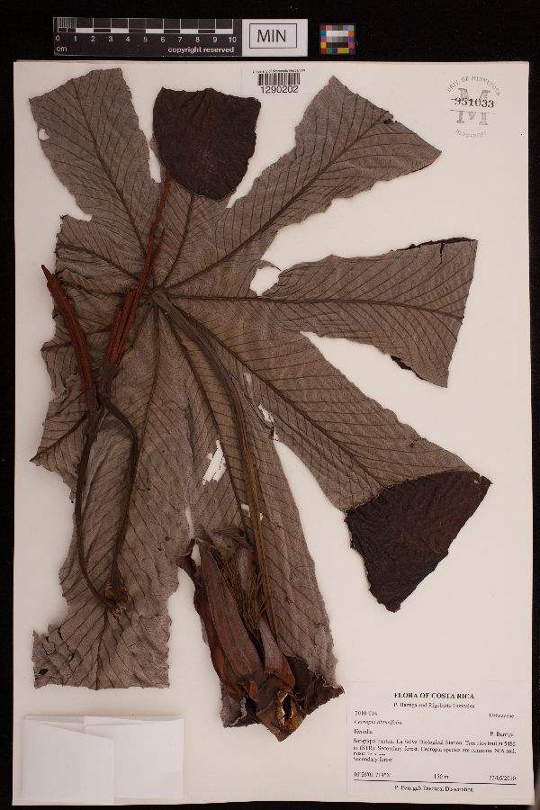 Cecropia obtusifolia image