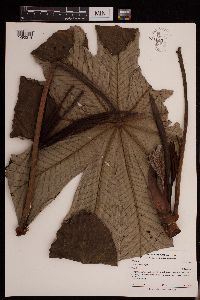 Cecropia obtusifolia image