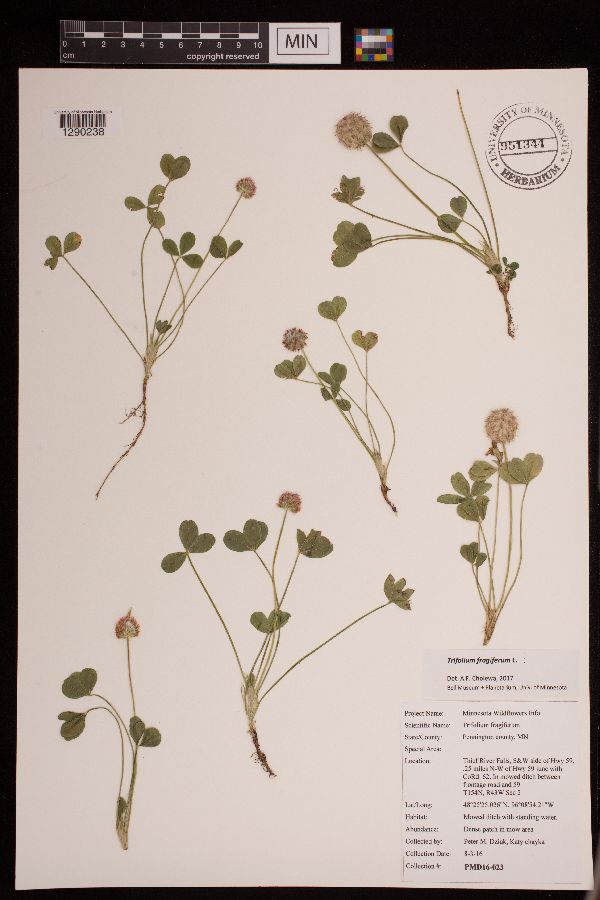 Trifolium fragiferum image