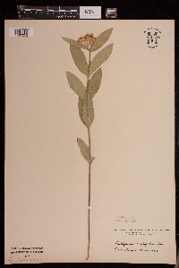 Image of Asclepias ovalifolia