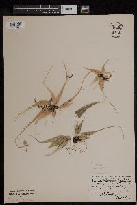 Image of Asplenium rhizophyllum